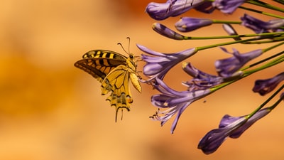 黄花上的黄黑蝶